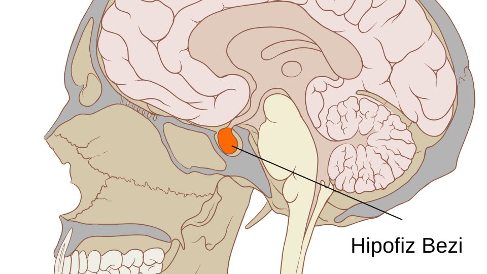 Hipofiz Hastalıkları görseli - DrCem hastalık rehberi